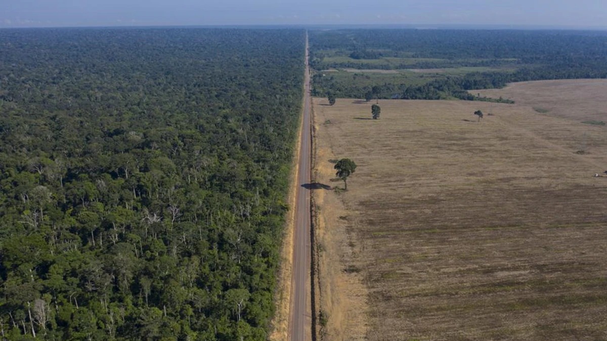 Deforestation Crisis: Amazon Rainforest Disappearing, Global Threat Rising